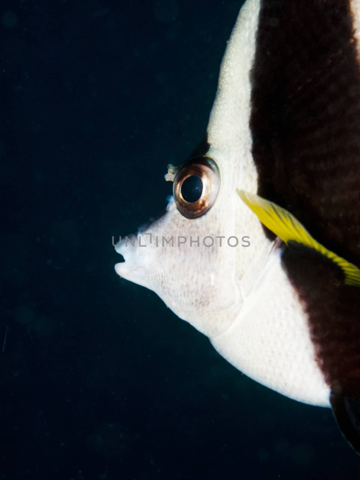 close up shot of a bannerfish face with dark background