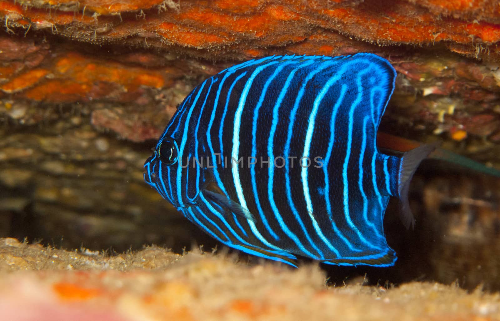 young blue ring angelfish among the rocks