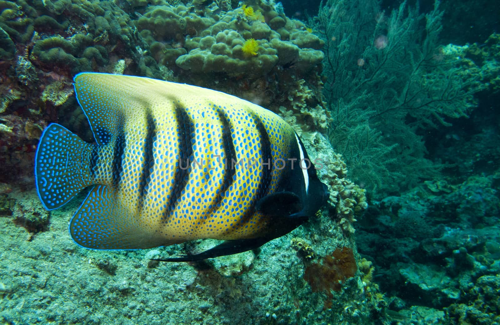 a six banded angelfish swimming over the rocks and coral