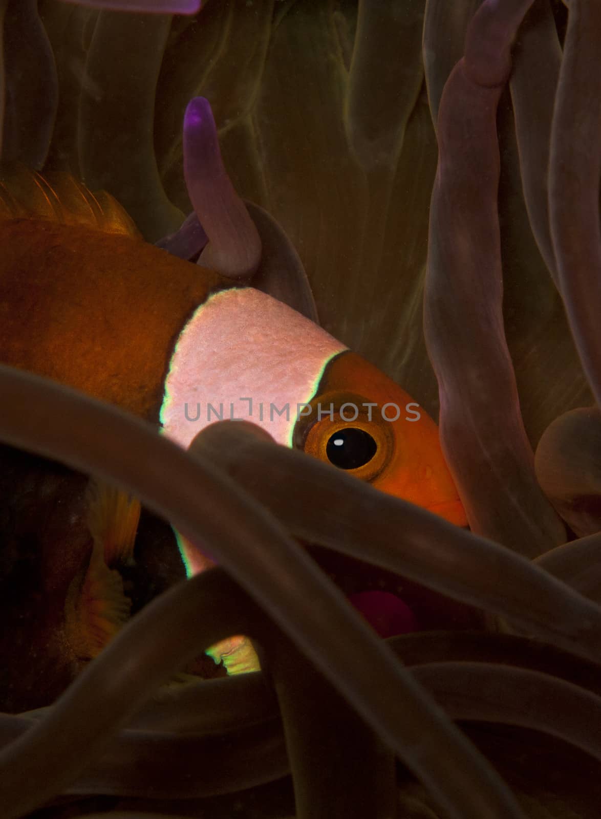 saddleback anemone fish hides behind the anemone