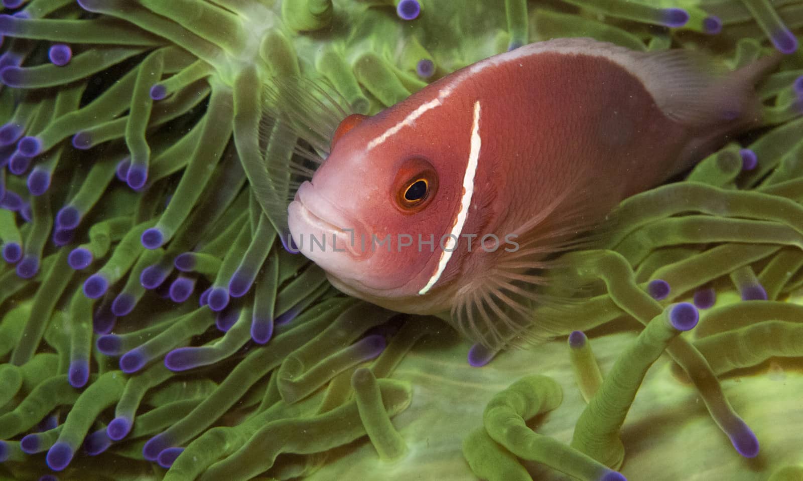 pink anemone fish sits in a very green anemone