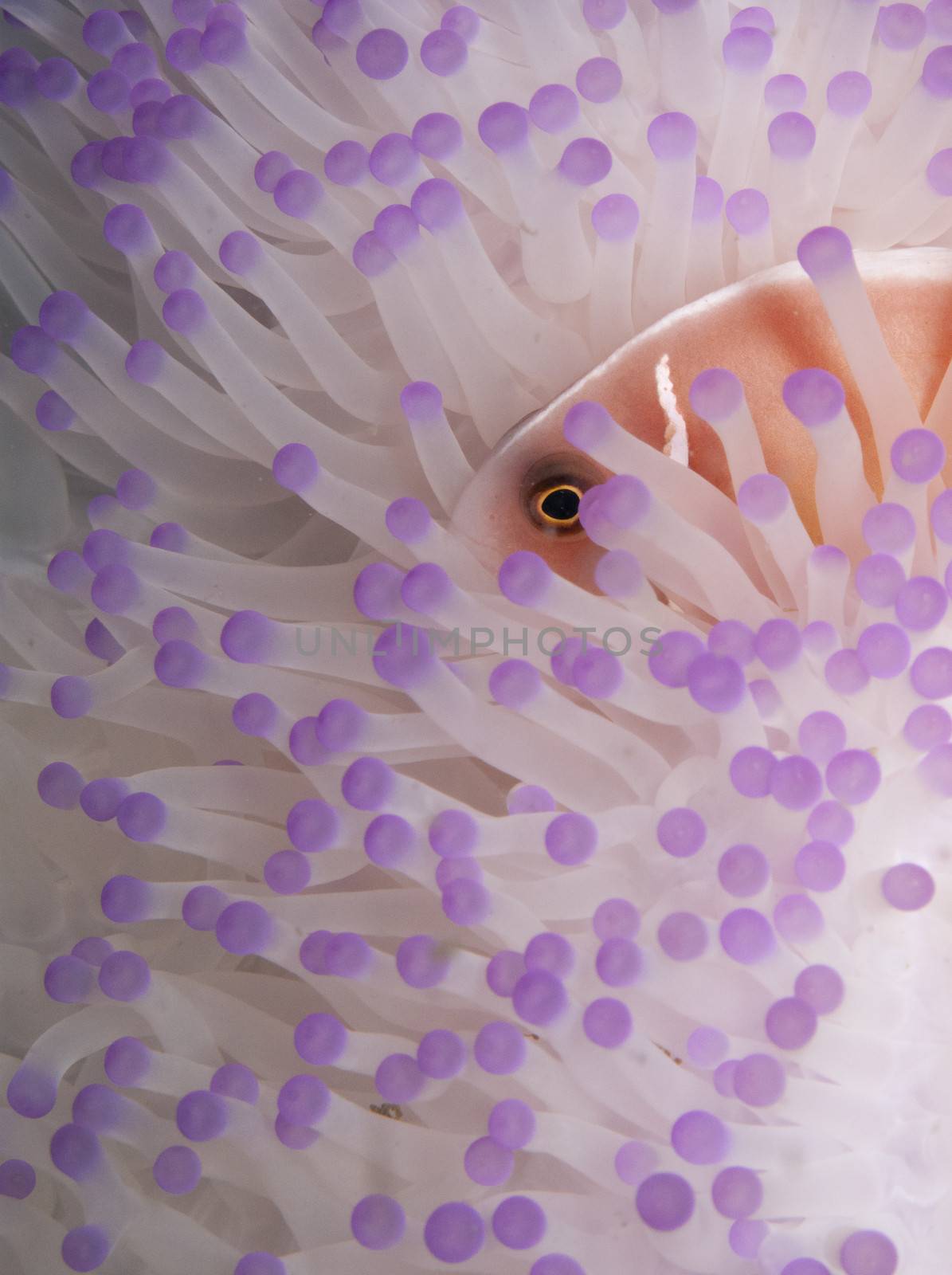 a pink anemone fish hides in it's bleached white anemone