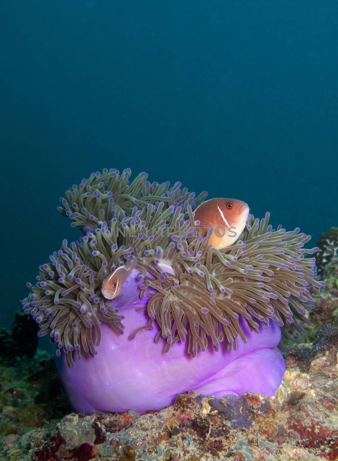 sea anemone with pink anemone fish inside