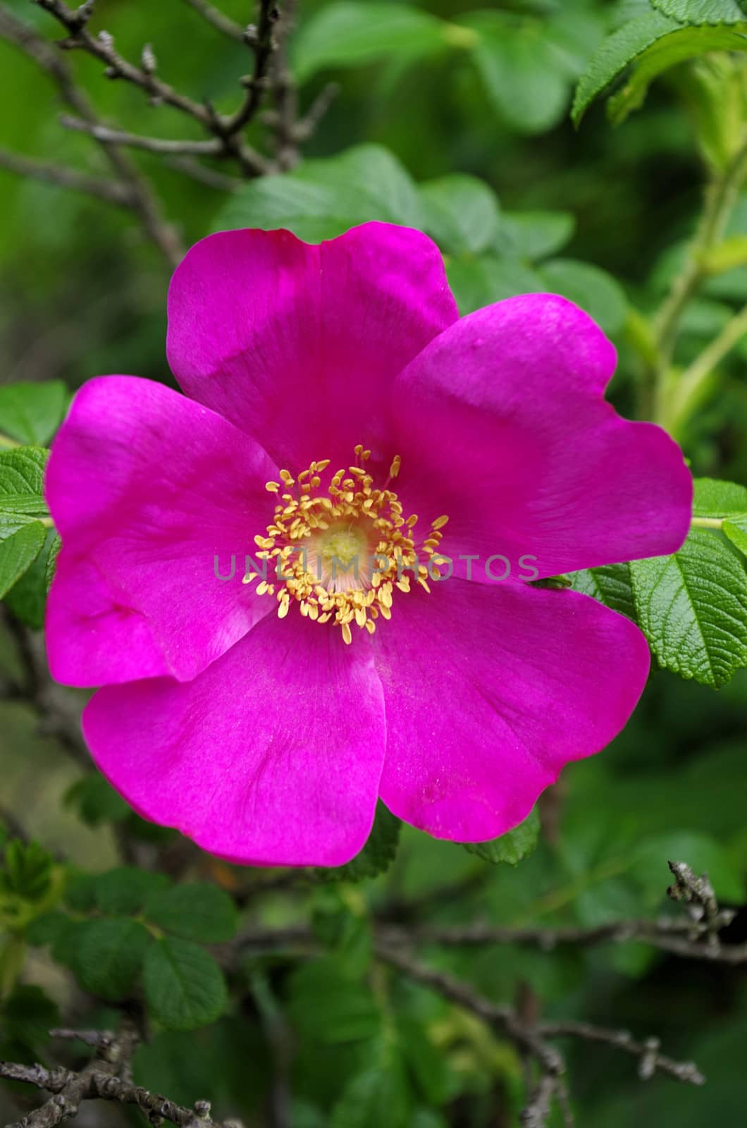 Wild Japanese rose growing in Dutch sand dunes