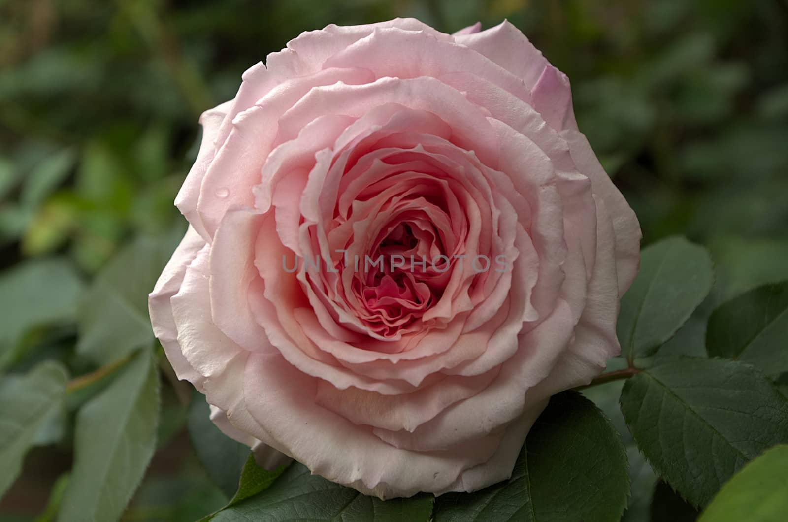 James Galway Old English Rose by smilecdl