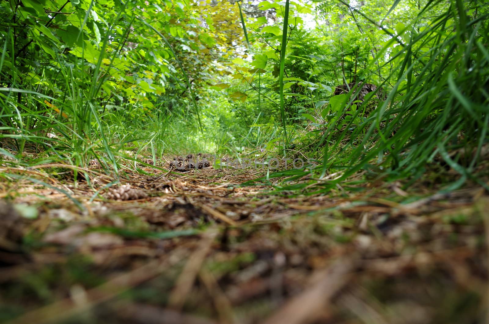 An animal eye view of a woodland path