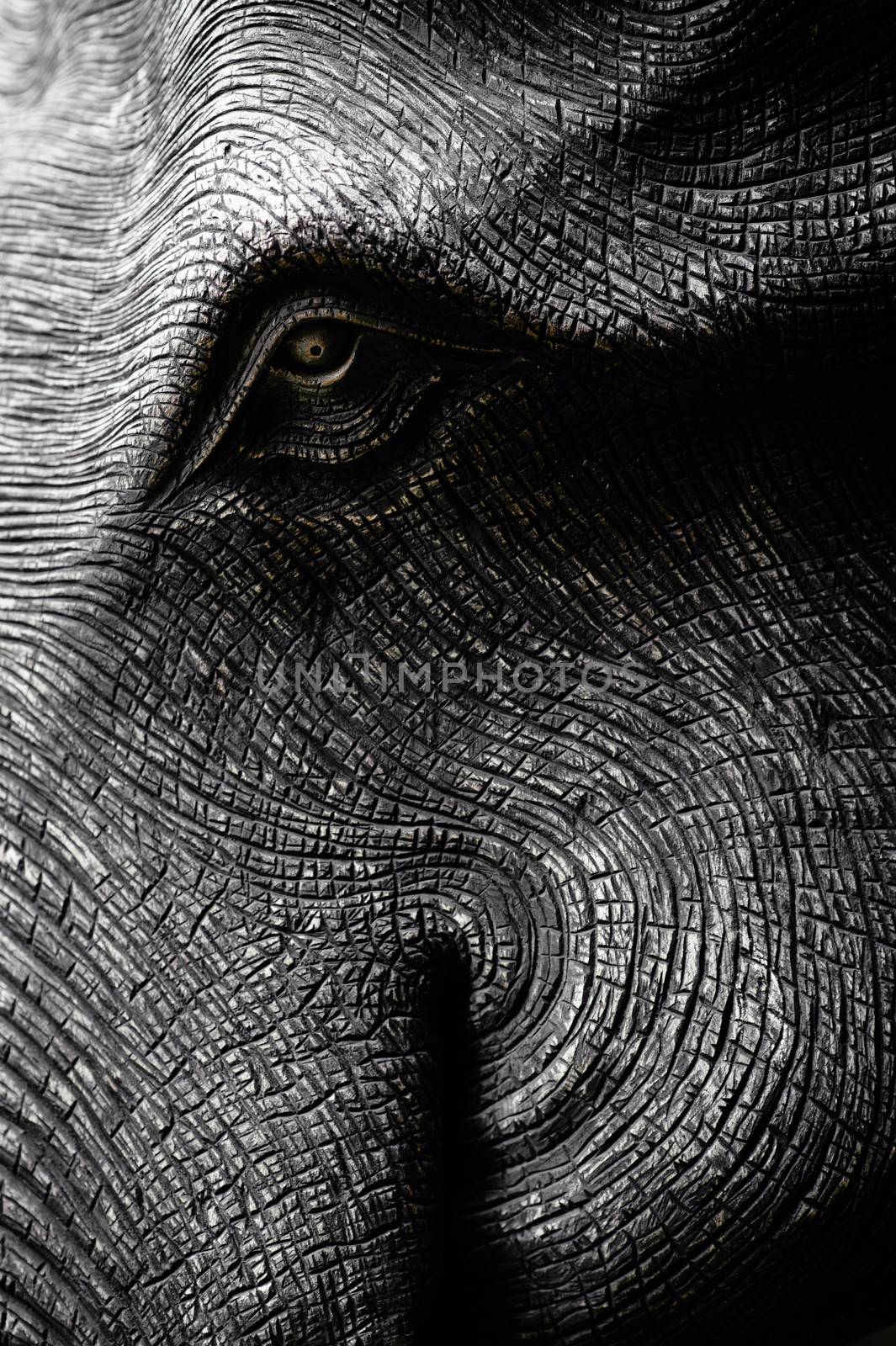 Elephant Head in Black and White by letoakin