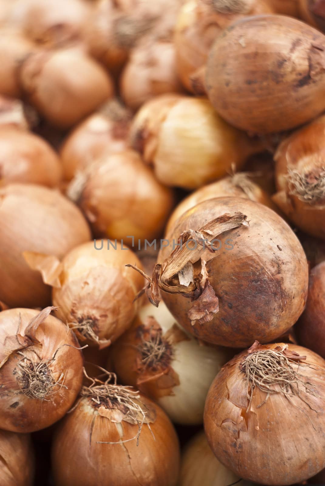 onions background by gandolfocannatella