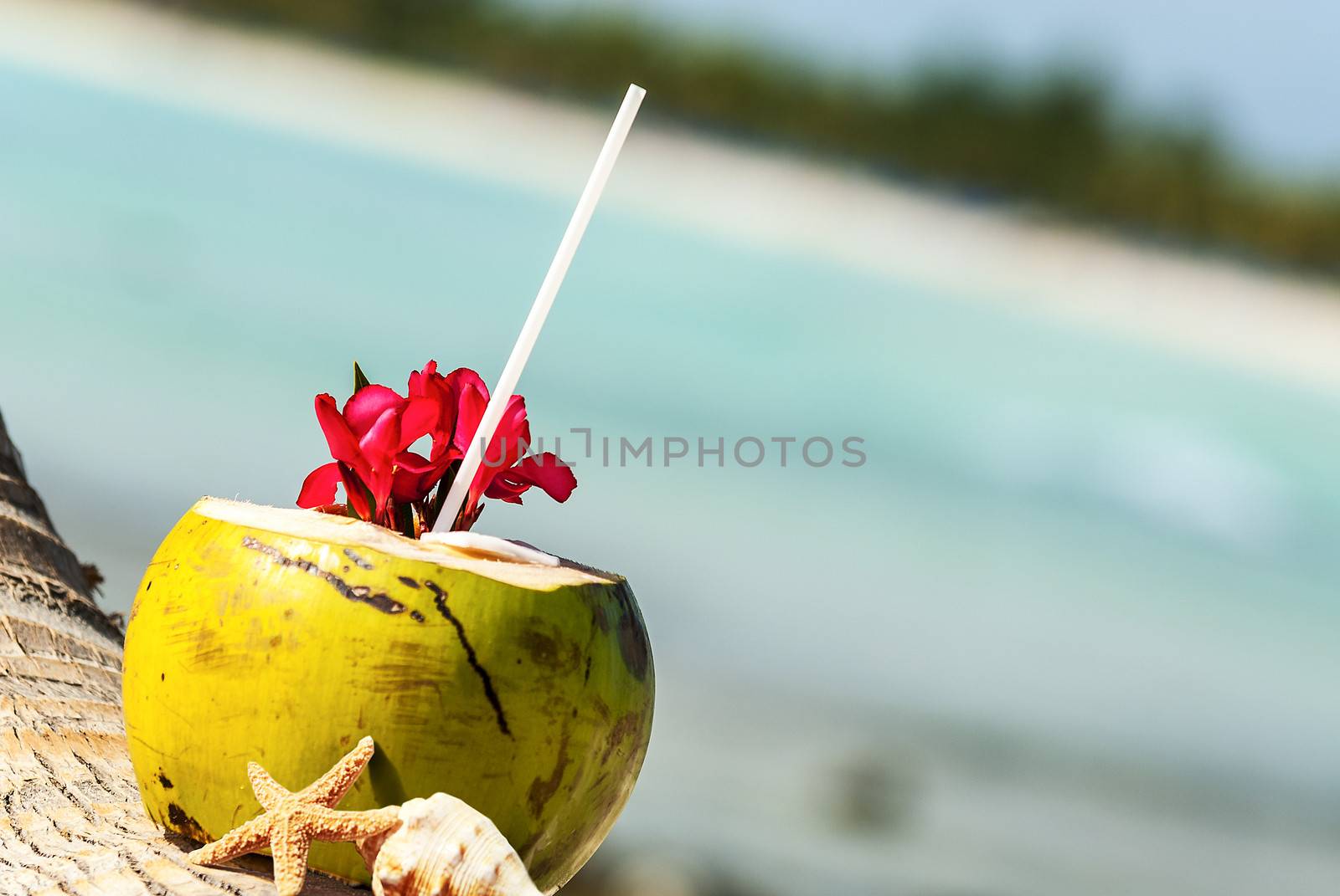 Coconut with drinking straw on a palm tree at the sea