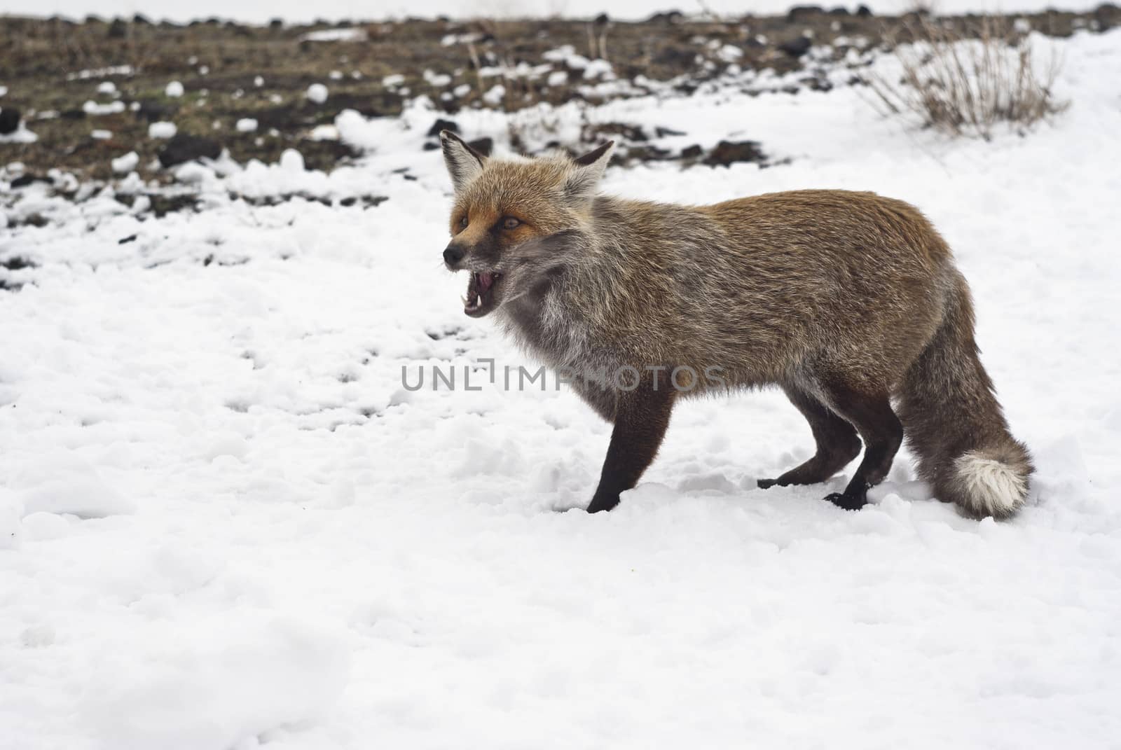 portrait of red fox in the snow. etna volcano, sicily