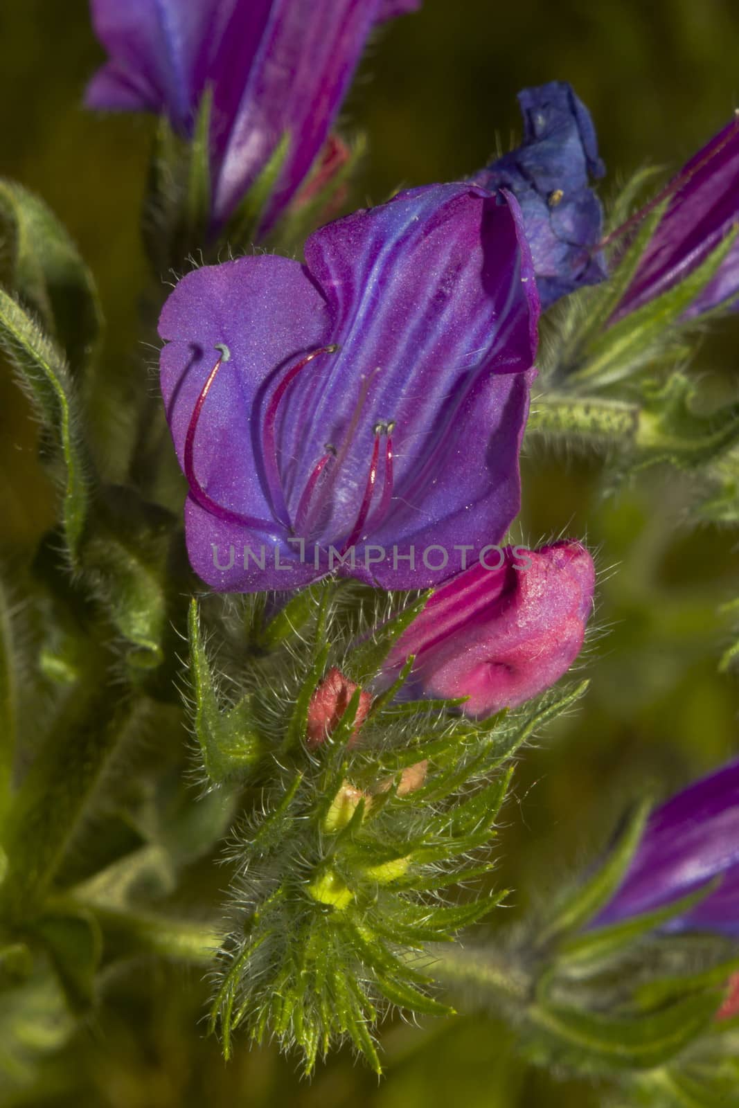 Vipers Bugloss flower, Echium Vulgare by dannyus