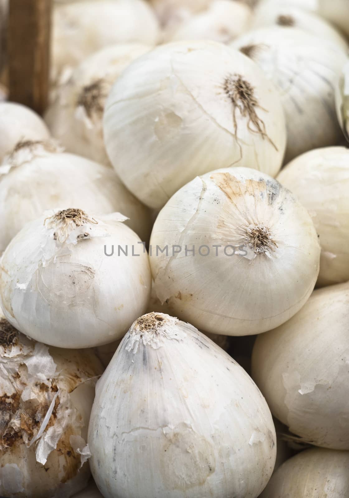 Fresh white onions on display at italian market