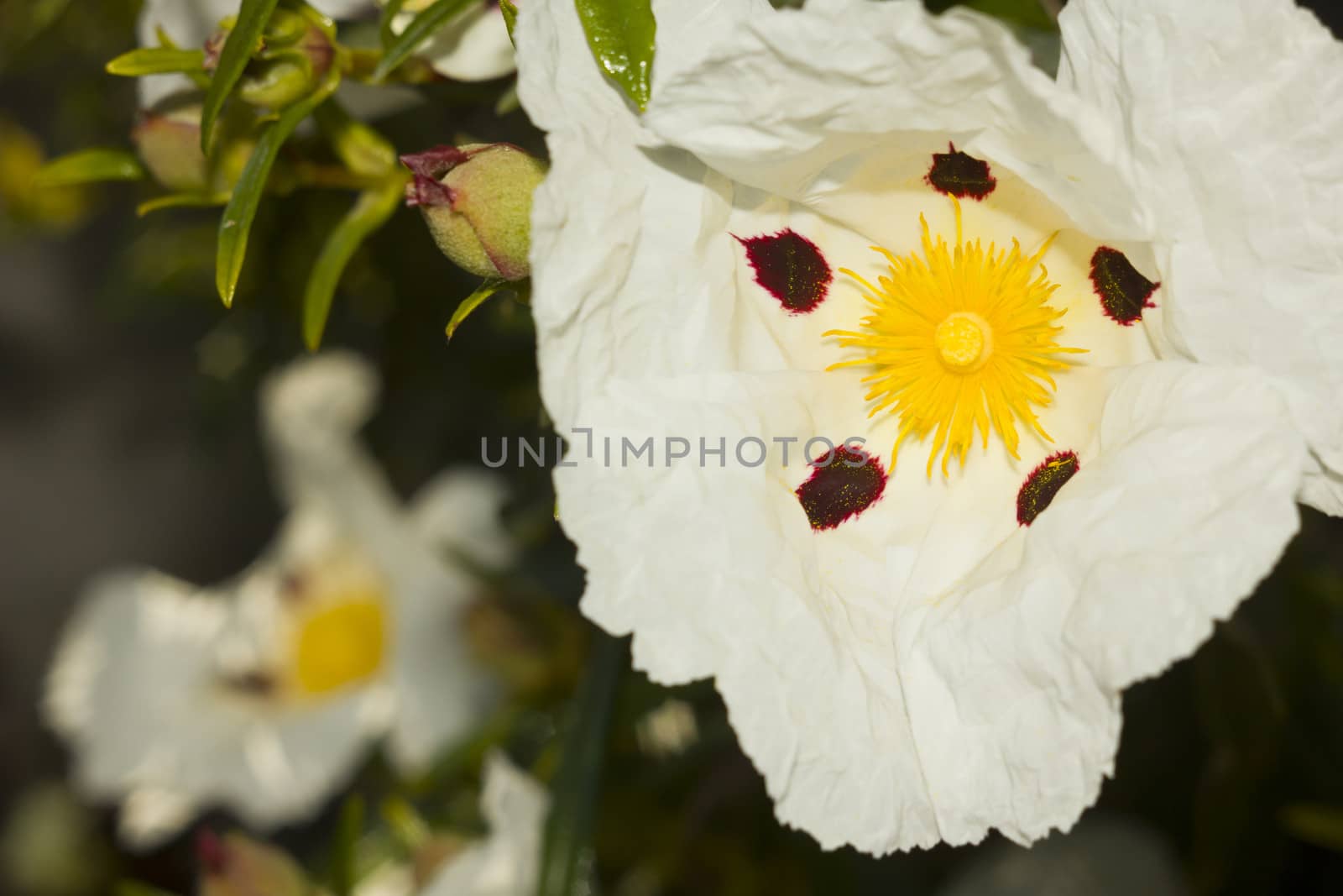 Cistus Ladanifer flower by dannyus