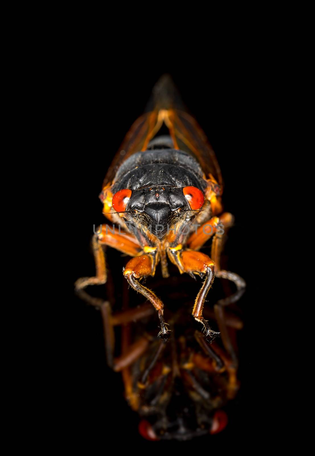 Cicada from Brood II in 2013 in Virginia. Detailed macro image against black background