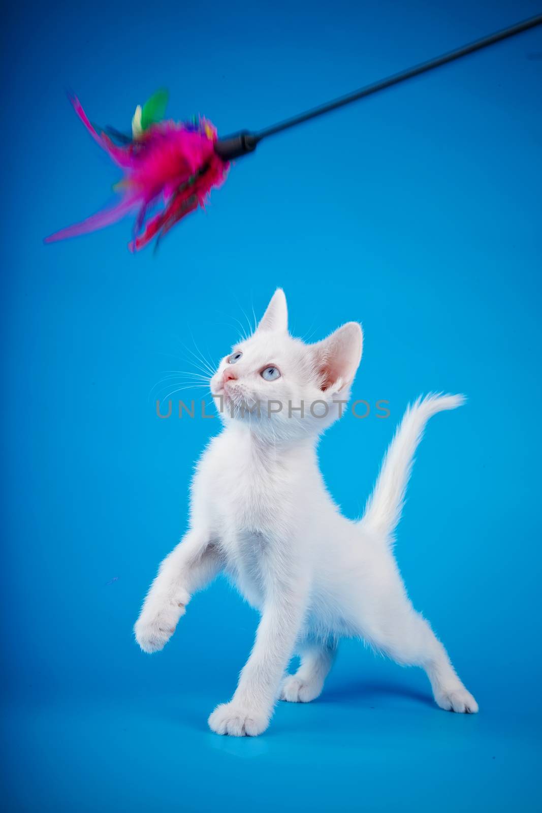 White kitten with blue eyes. Kitten on a blue background. Small predator. Small cat.
