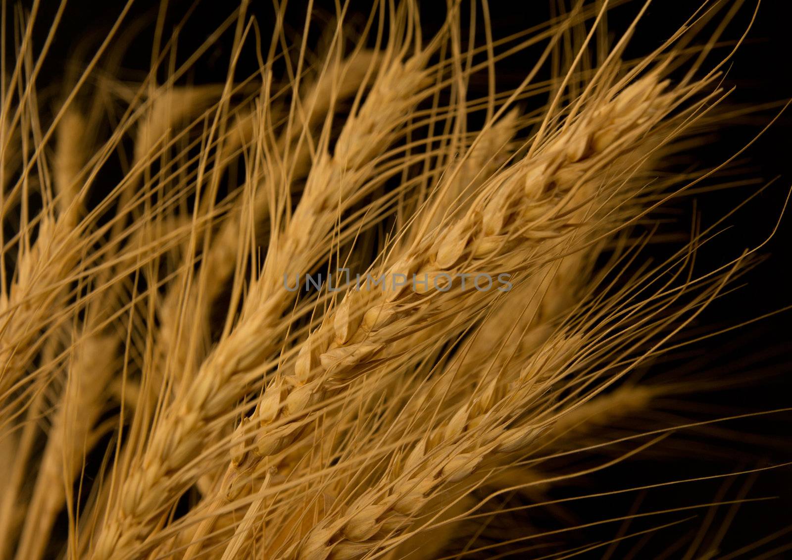 Yellow wheat on a black background by schankz