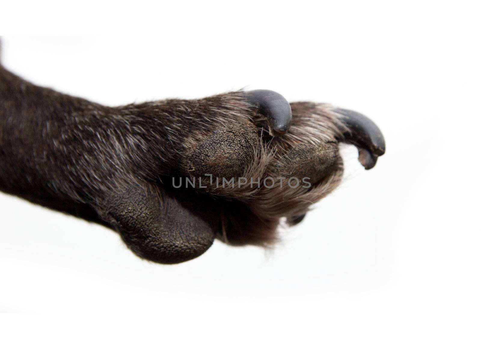 black dog paw on a white background