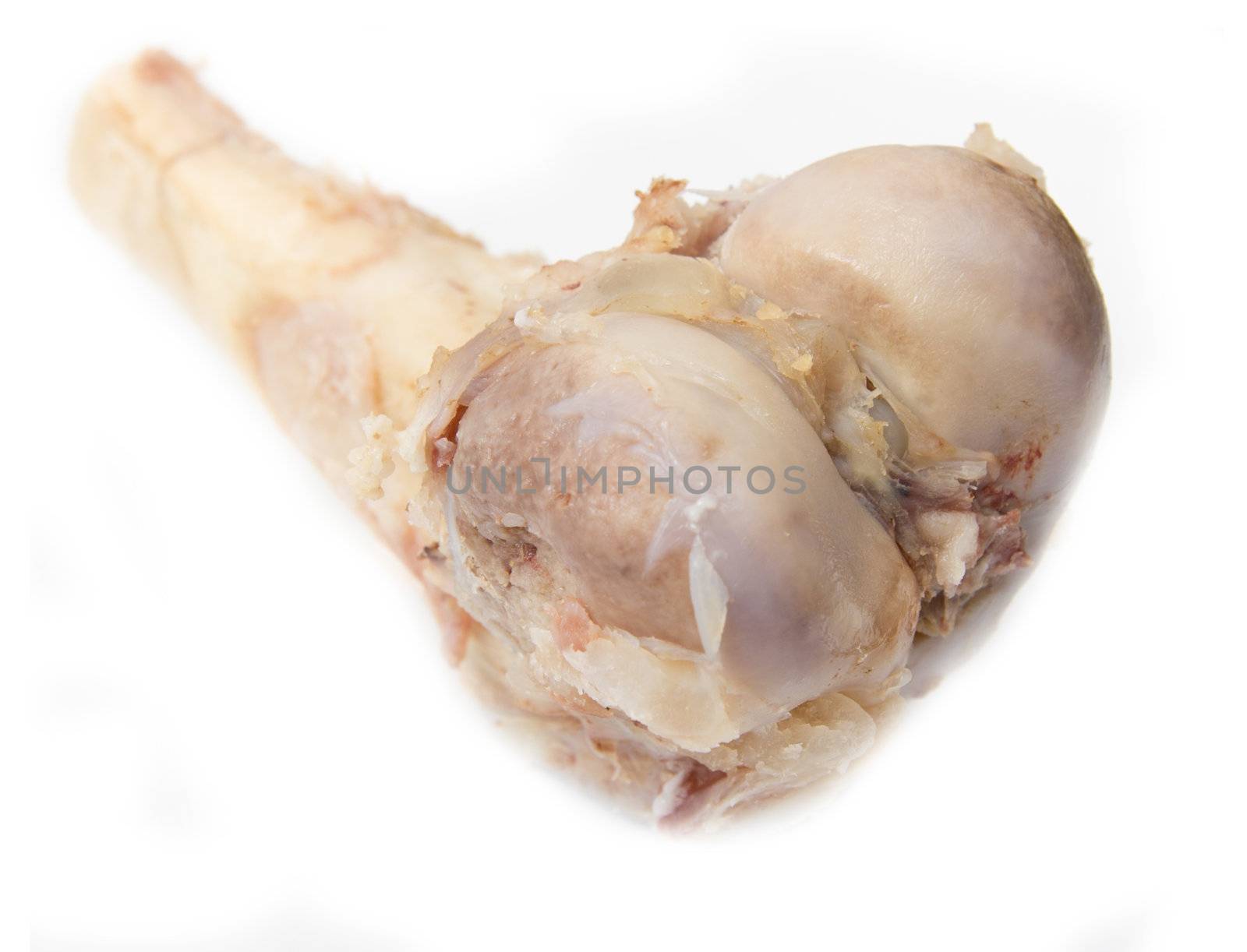 bone on a white background