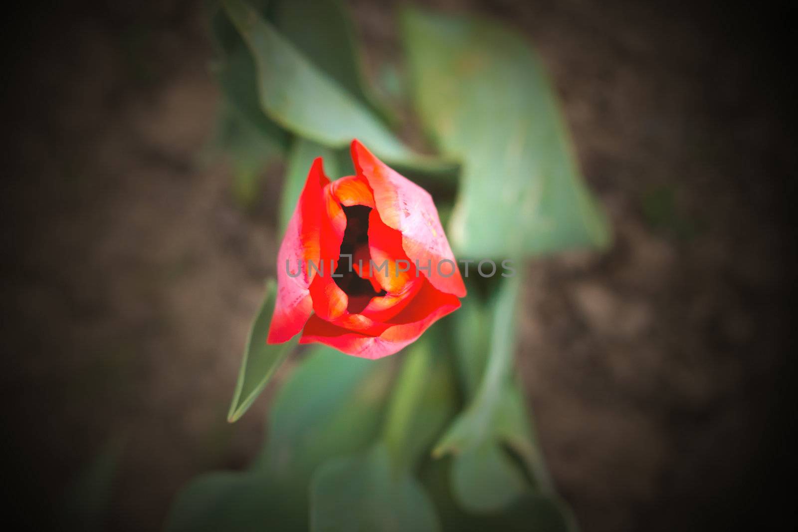  tulip bulb lit with a soft