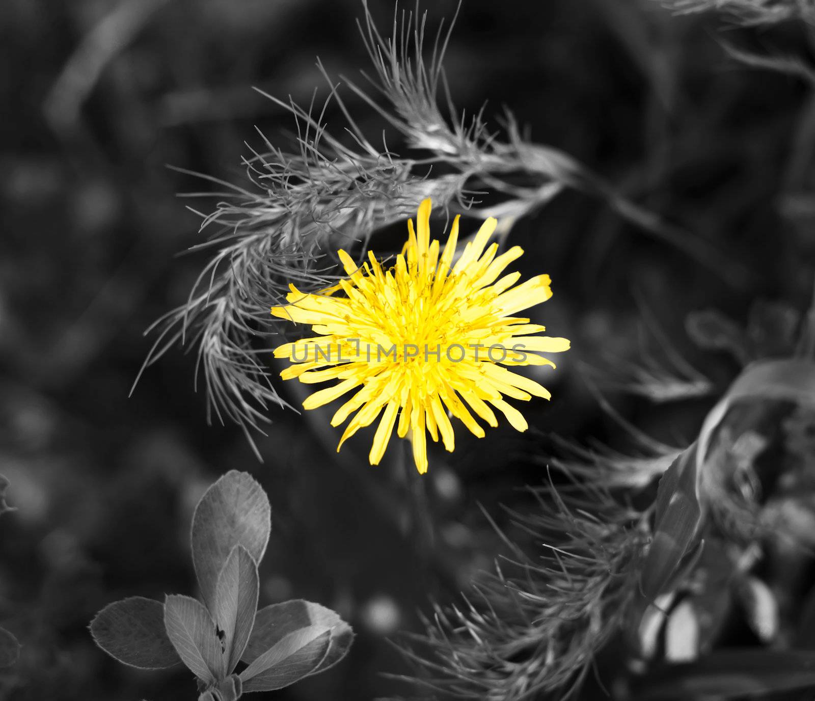 yellow dandelion in black and white grass by schankz