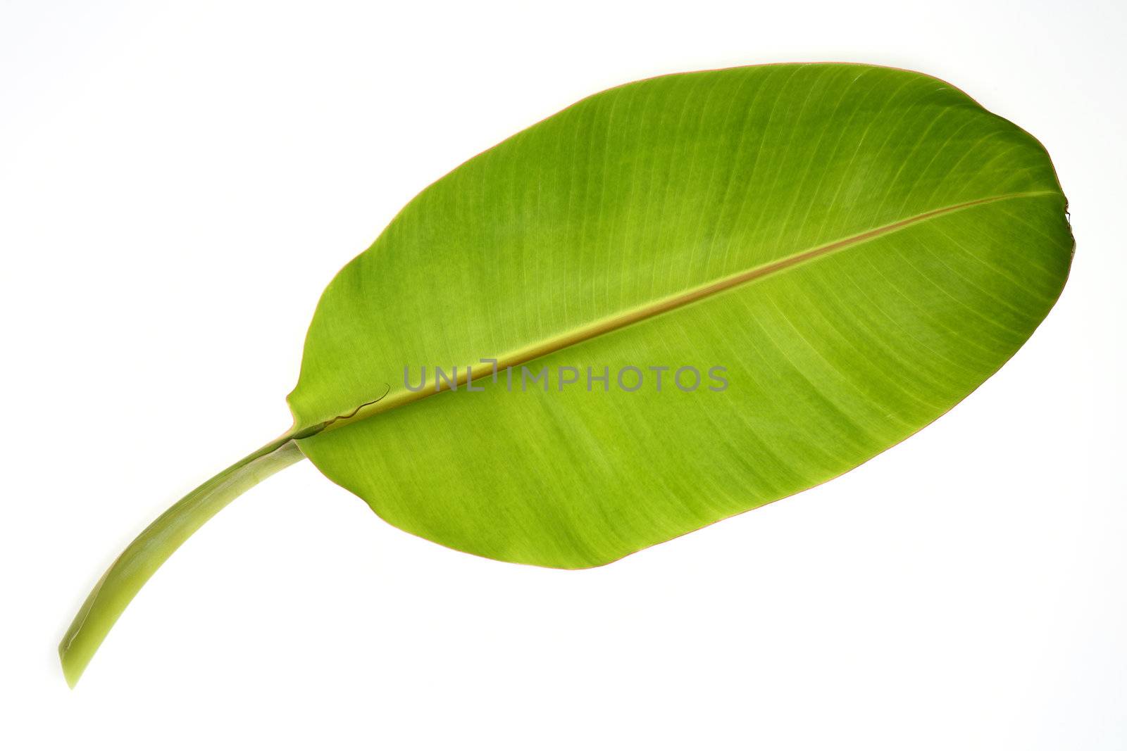 Banana leaf isolated on white