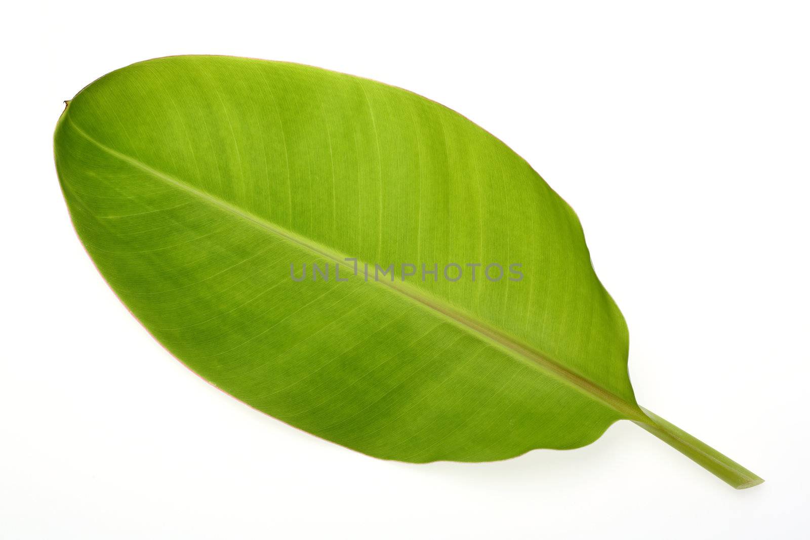 Banana leaf by smuay