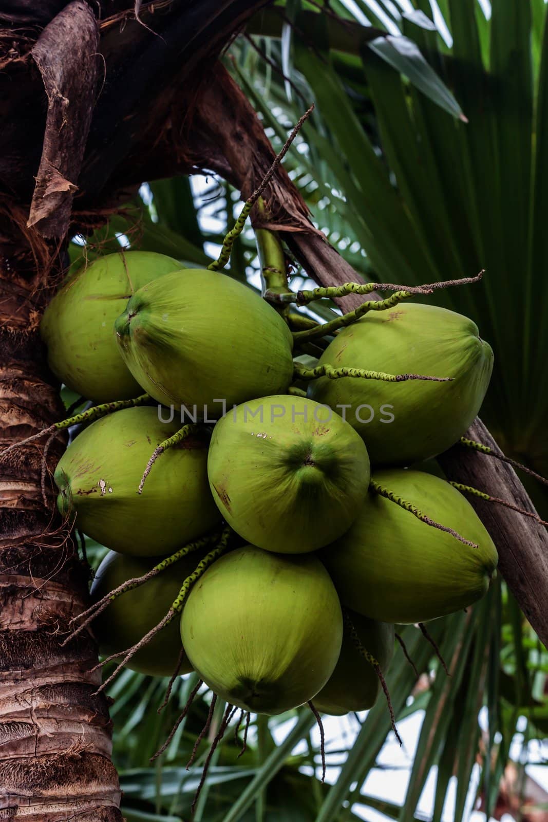 Bunch of young coconuts in Thailand