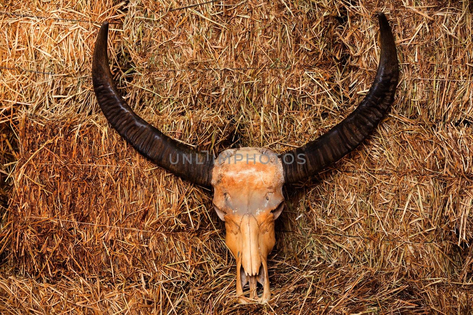 Buffalo skull on rice straw bales