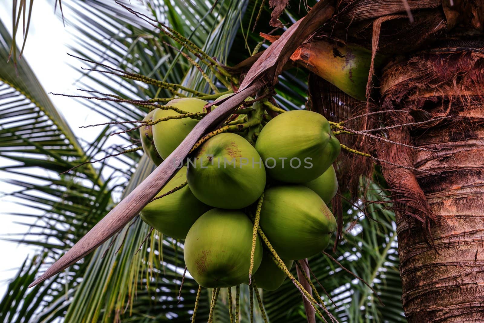 Bunch of young coconuts in Thailand