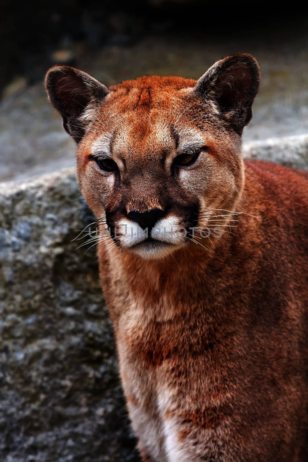 Mountain Lion Cougar, Puma Concolor Predator, Looking on Rocky Mountain