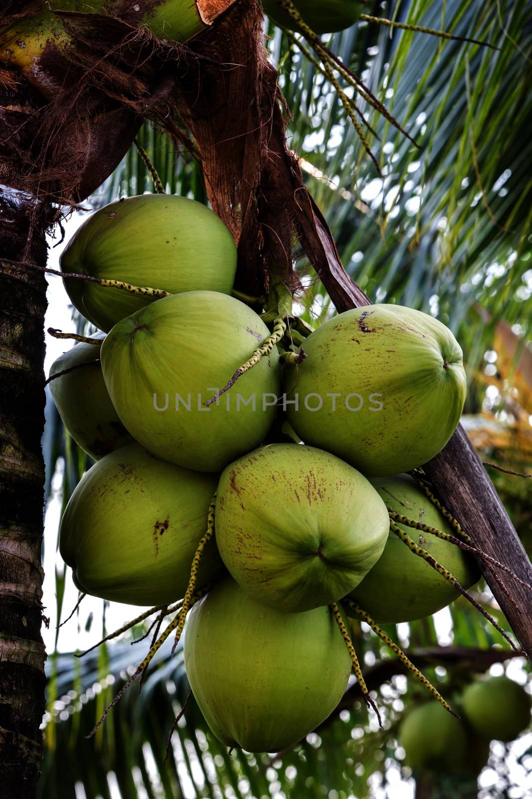 Bunch of young coconuts in Thailand