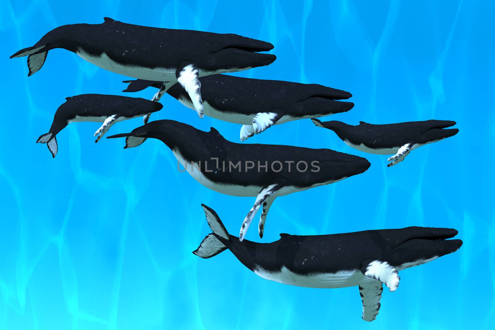 A pod of Humpback whales swim together on their annual migration to northern waters.