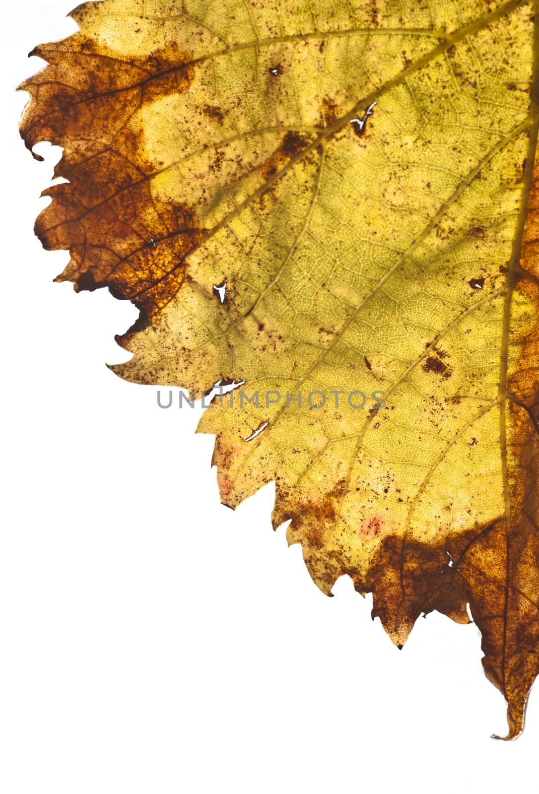 grapevine leaf isolated on white background