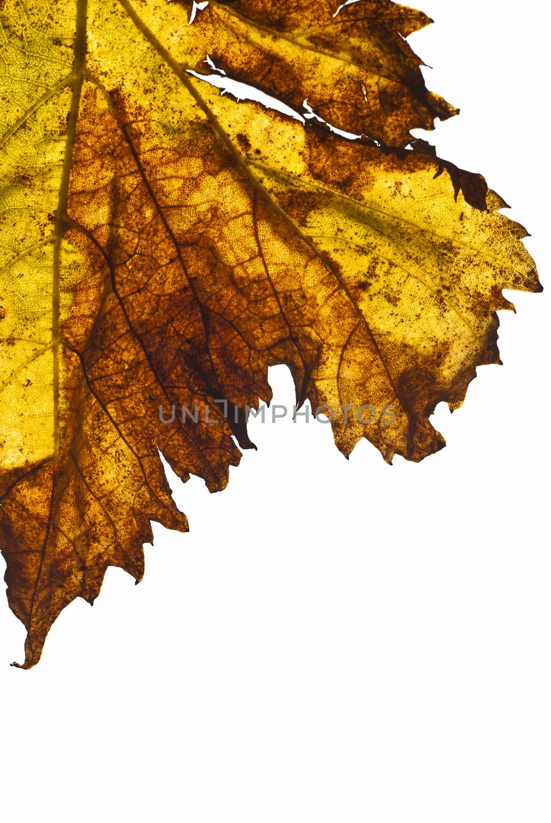 grapevine leaf isolated on white background