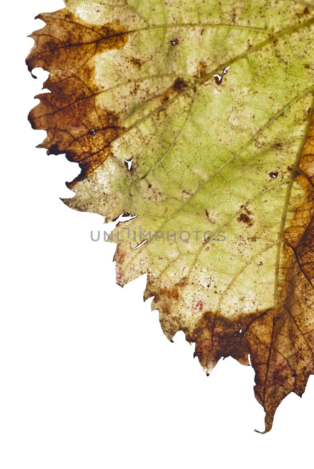 grapevine leaf isolated on white background