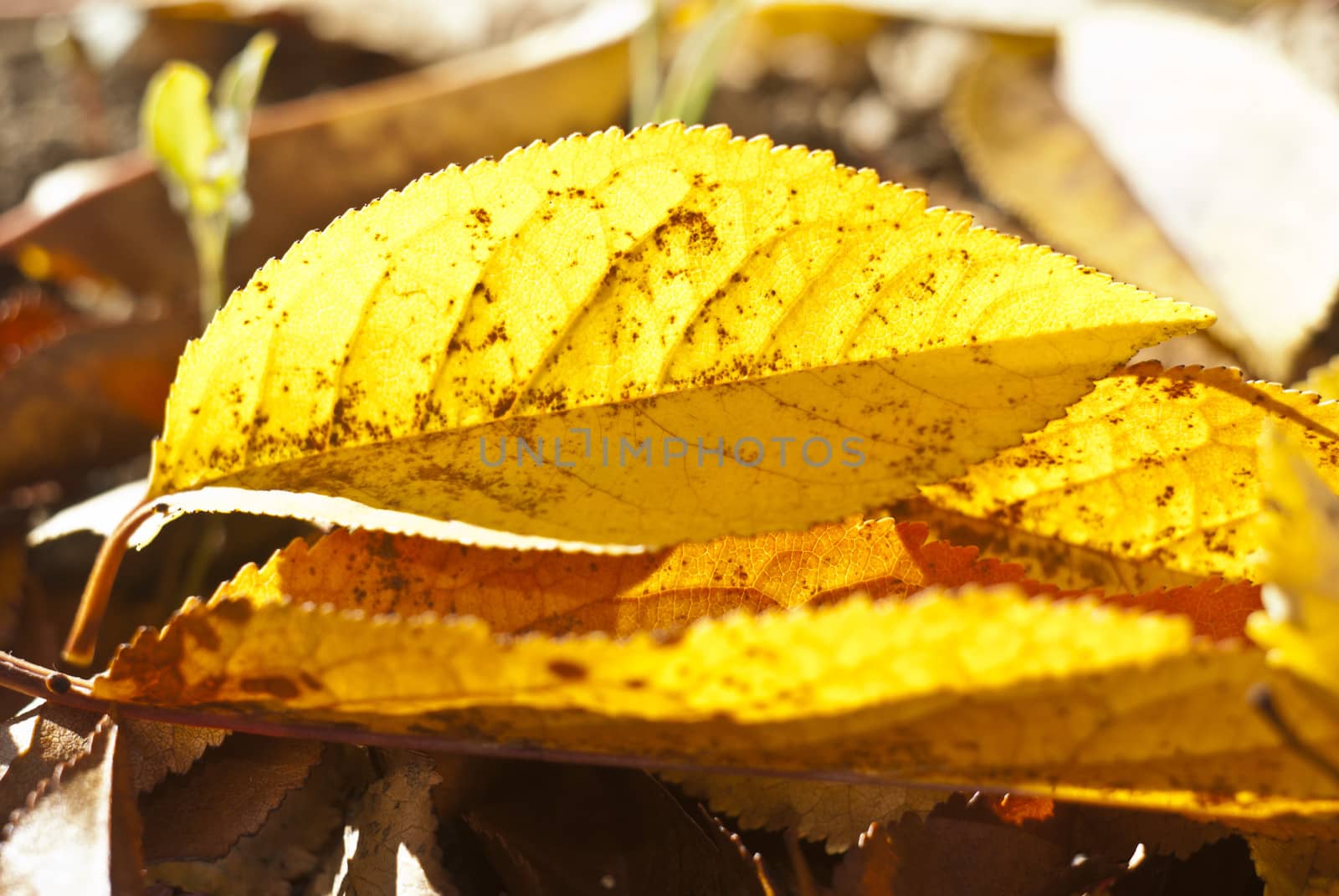 yellow leaves in autumn. autumn background