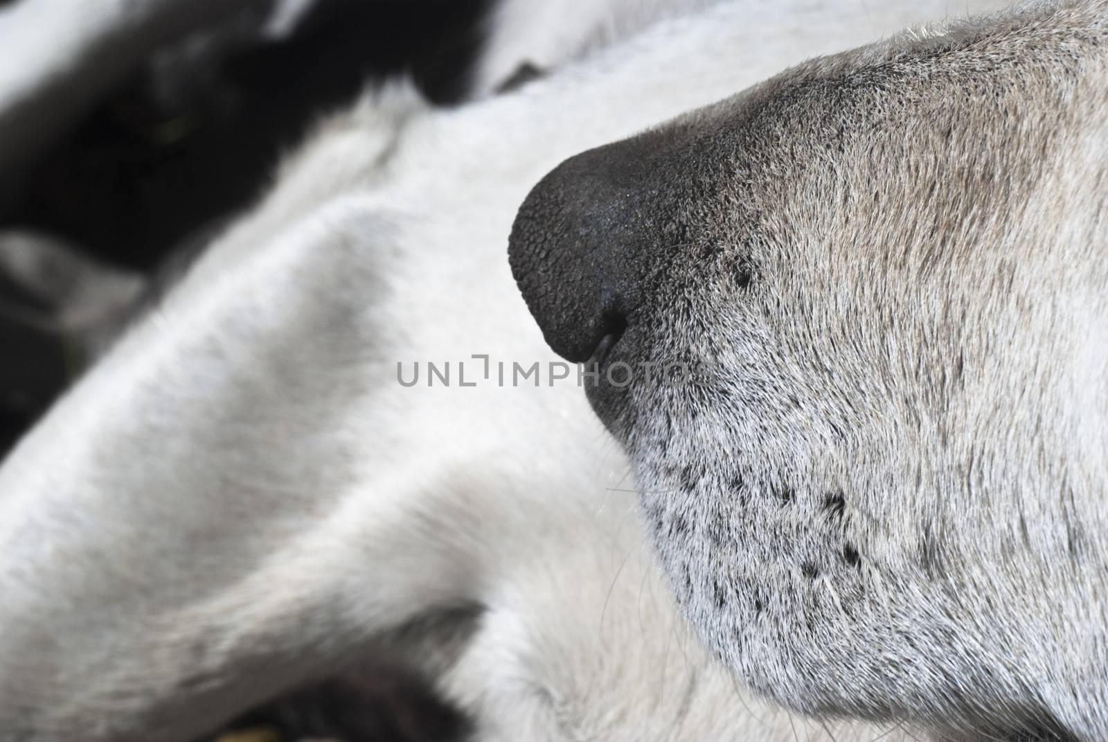white dog nose close up