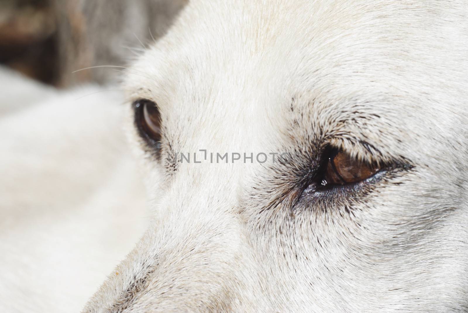 Close-up of the eye of a white dog