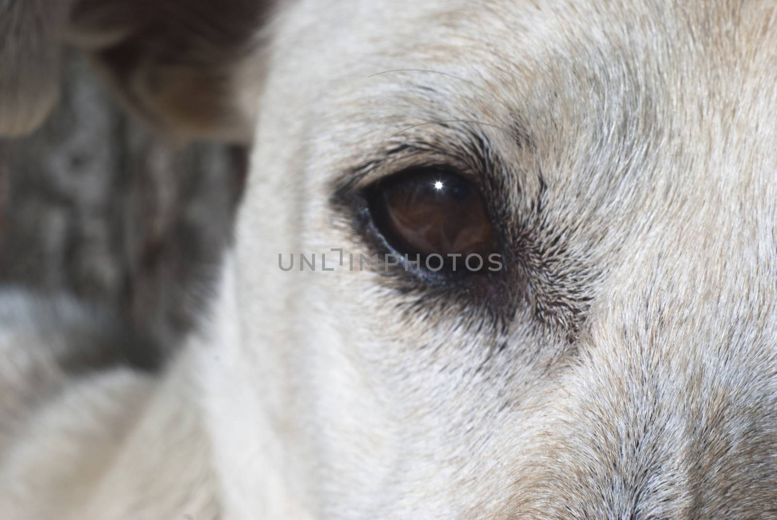 Close-up of the eye of a white dog