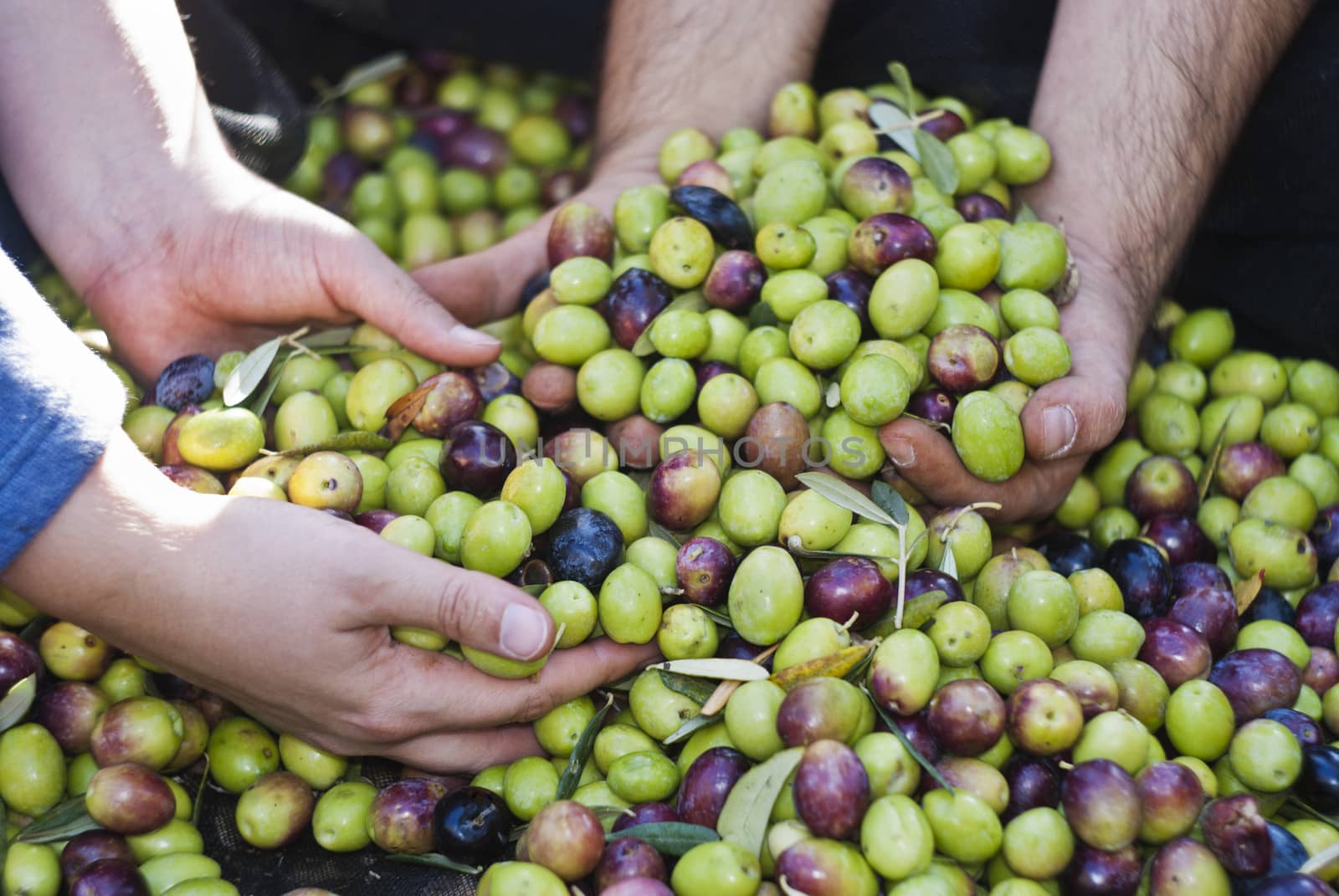 Olives picking in Sicily by gandolfocannatella