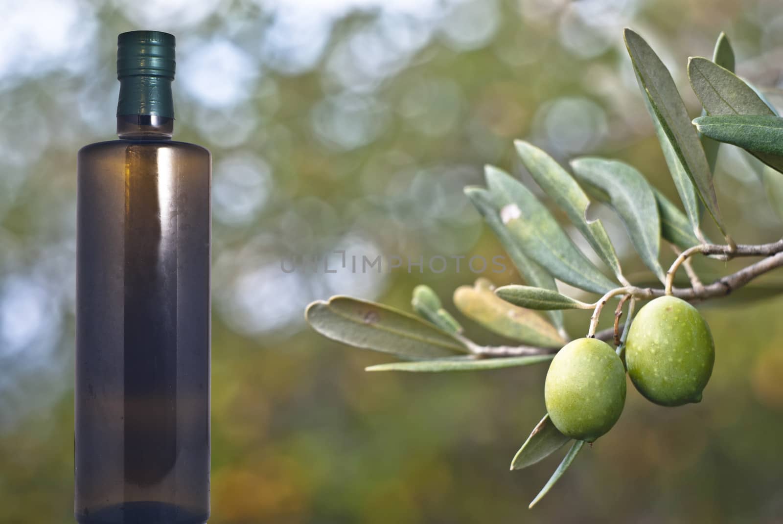 green olives on the tree with bottle of oil. Selective Focus