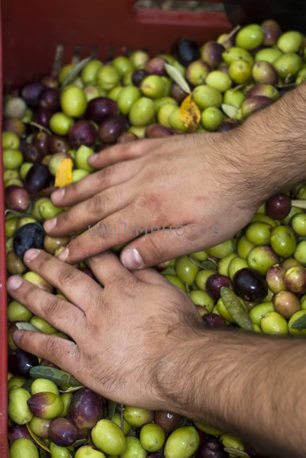 These hands are checking the olive harvest.Olives picking in Sicily- Italy