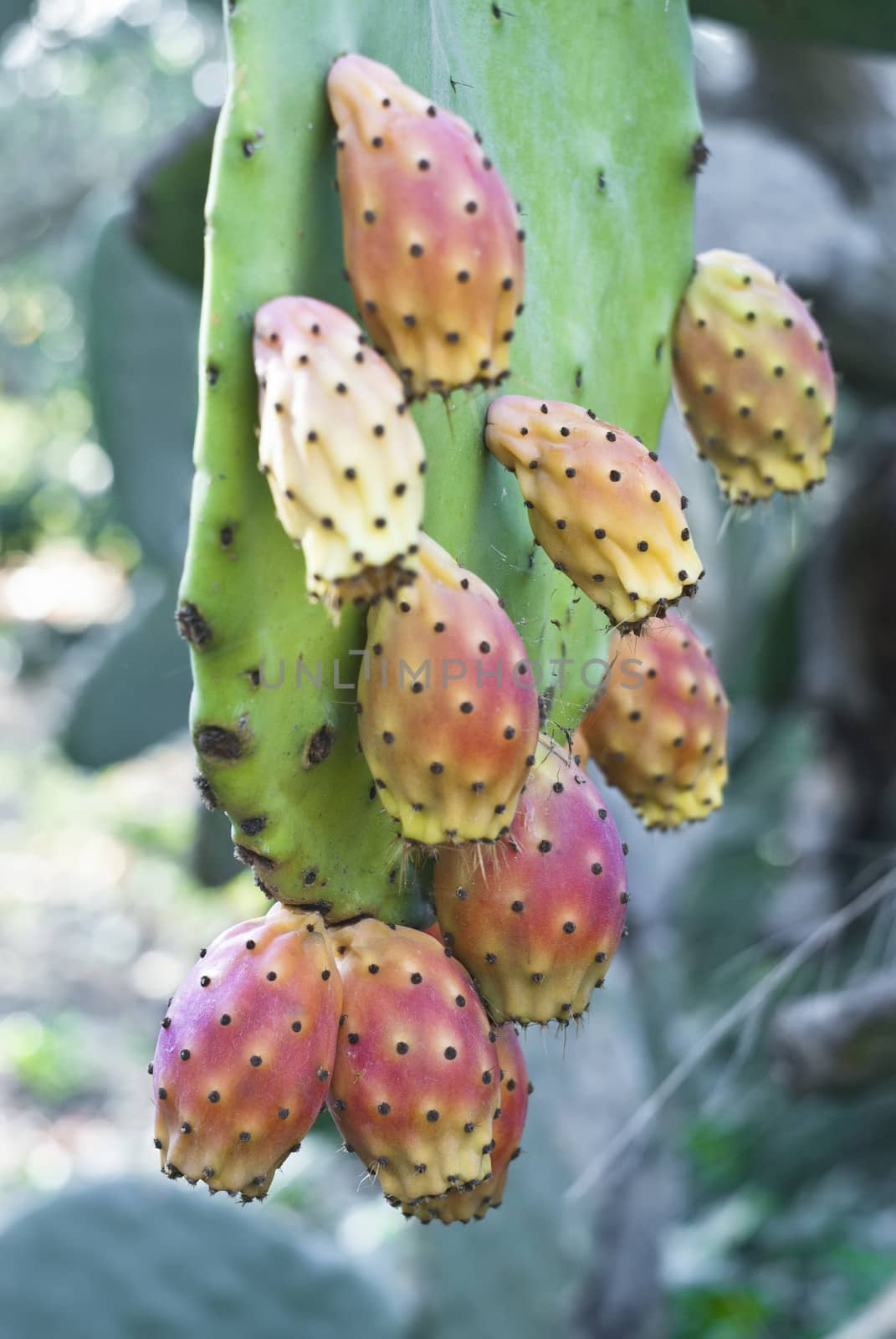 Cactus fruit, prickly pears in sicilian country