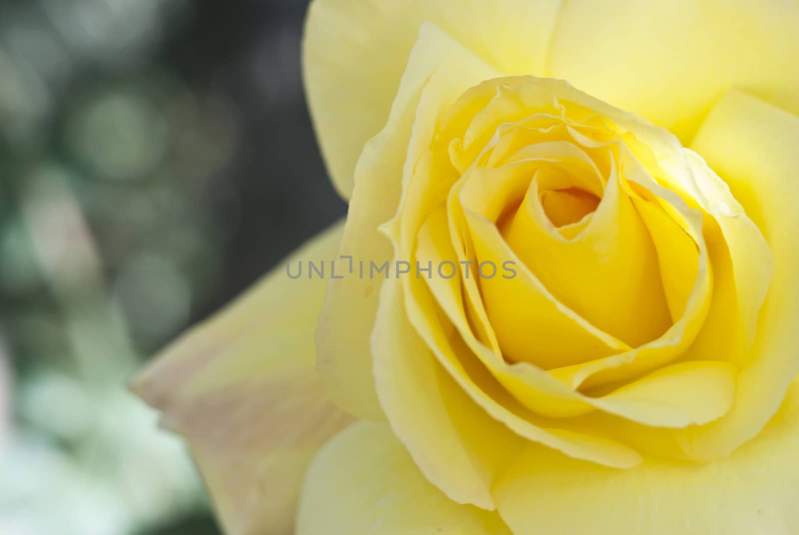 macro of beautiful yellow rose