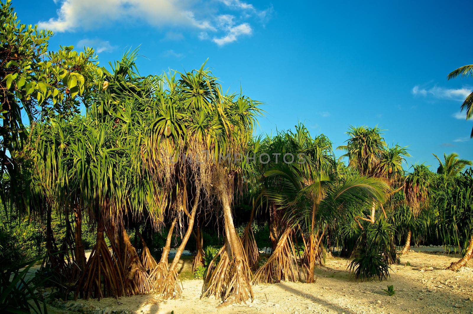 Alley of Exotic Screw Pine Trees on Sand outdoors