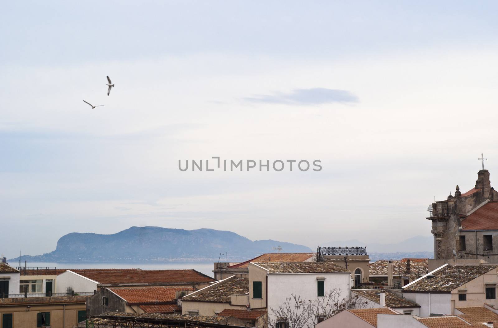 View of Palermo with roofs and seagulls. Sicily- Italy