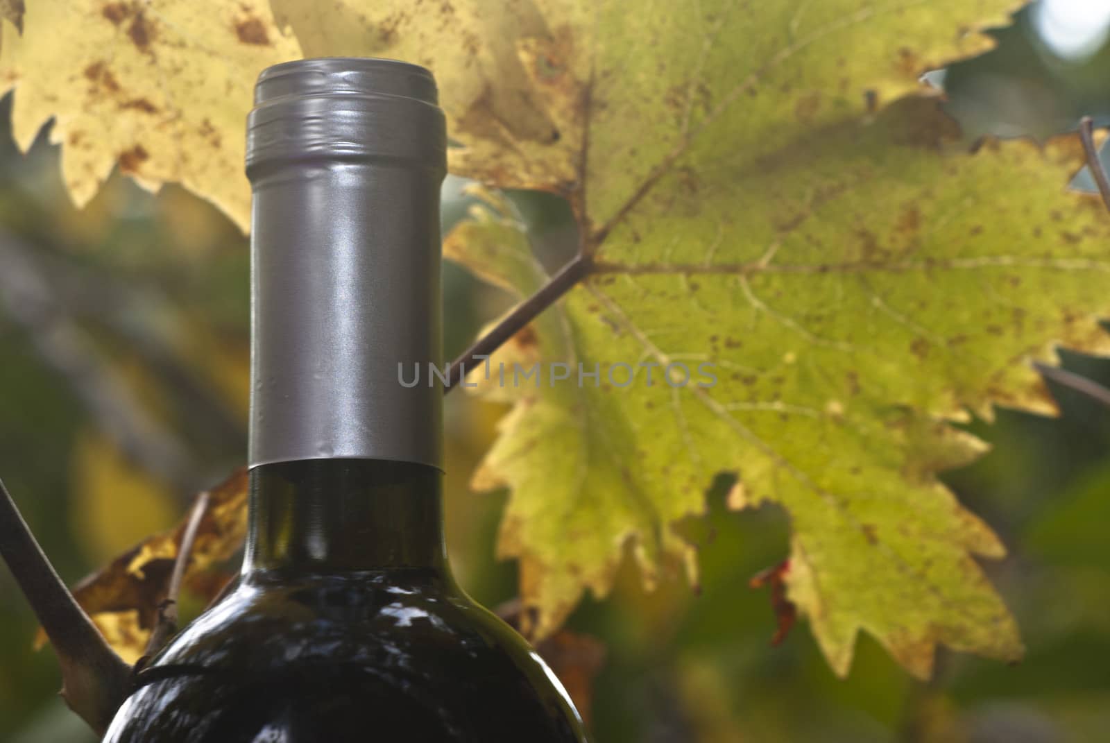 wine bottle and young grapevine branch and leaf