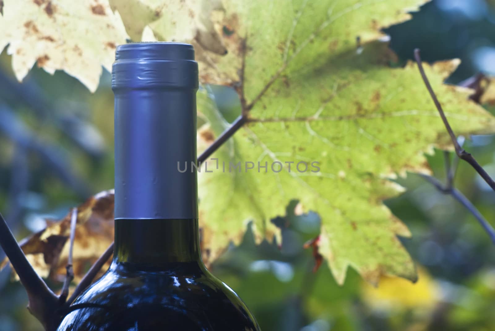 wine bottle and young grapevine leaf by gandolfocannatella