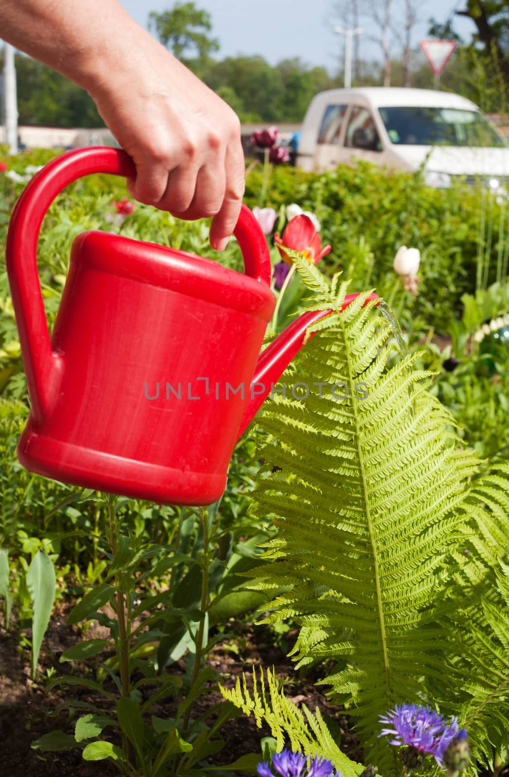 hand of woman watering flowers from watering can