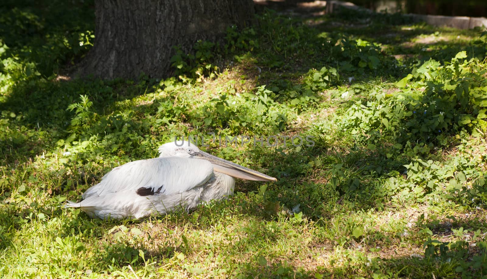 white pelican lying on green grass in city zoo
